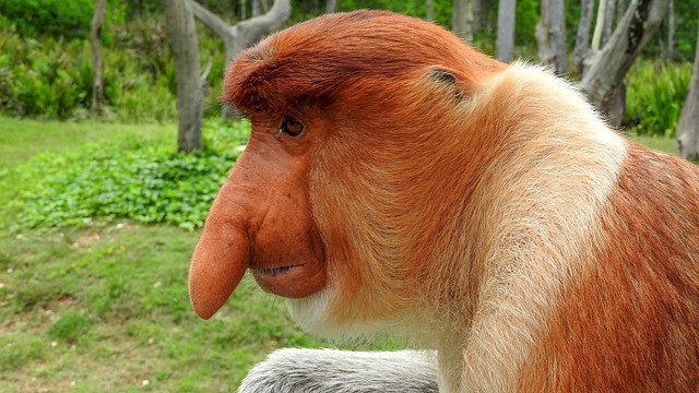 23 Big Nose Animals : And 6 With Weird Noses (+Images) – AnimalTriangle