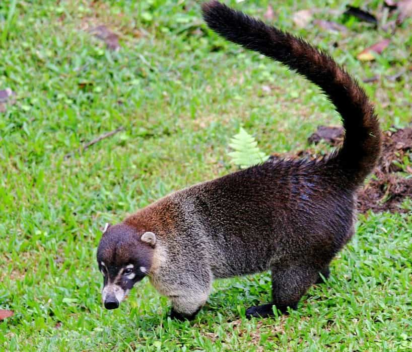 List Of 20 Animals With Long Tails ( With Pictures) – AnimalTriangle