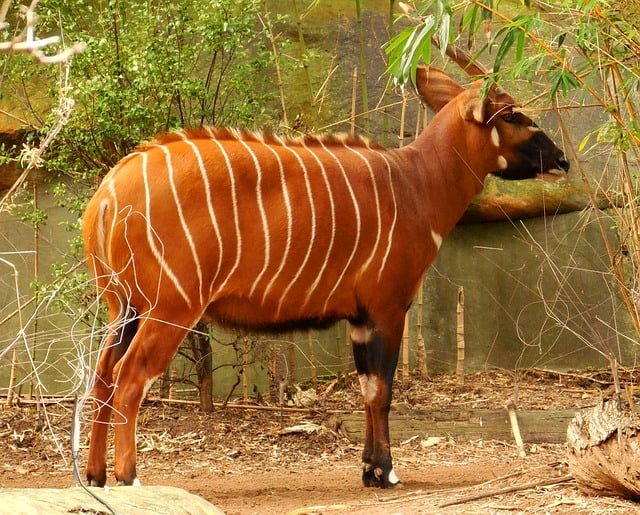 18+ Animals With Stripes – List Of Striped Animals With Photos –  AnimalTriangle