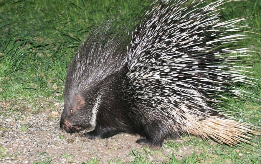 19 Animals With Dangerous Spines Or Quills (+ Pictures) – AnimalTriangle