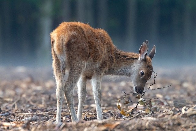 22 Animals That Live In The Forest (With Pictures) – AnimalTriangle
