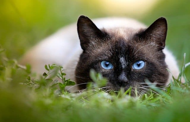 Animals With Blue Eyes :11 Animals With Pictures – AnimalTriangle